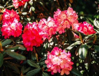 Yeşil yapraklarla çevrili açık pembe rhododendron çiçekleri, doğal güneş ışığı altında, baharı ve bahçe güzelliğini sembolize eder.