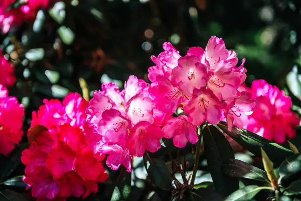 Yeşil yapraklarla çevrili açık pembe rhododendron çiçekleri, doğal güneş ışığı altında, baharı ve bahçe güzelliğini sembolize eder.