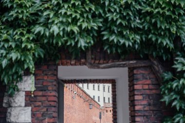 Kalın yeşil sarmaşıklarla kaplı tuğla kemer yolu, arka planda tuğla bir bina bulunan açık bir geçide açılıyor.