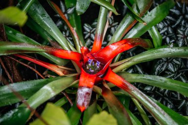 Kırmızı uçlu yaprakları ve su dolu merkezinden çıkan küçük mor çiçekleri olan canlı bir bromeliad bitkisi, tropikal bitki, egzotik bitki ve yağmur ormanı temaları için ideal.