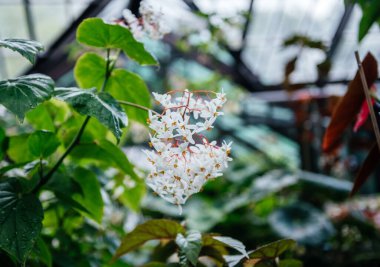 Narin beyaz çiçekleri ve sarı merkezleri olan tropik bir begonya bitkisi serada çiçek açıyor. Egzotik bitki örtüsü, süs bitkileri ve botanik bahçeleri için ideal.