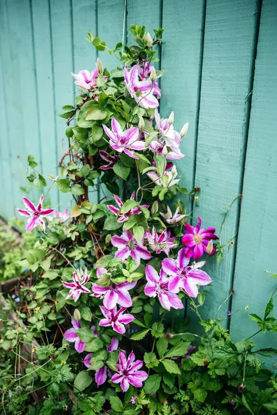 Canlı pembe ve beyaz klematis sarmaşığı boyalı ahşap bir çite karşı çiçek açıyor. Bahçe dekorasyonunu, dikey bahçeyi ve yaz çiçeklerini resmetmek için ideal.
