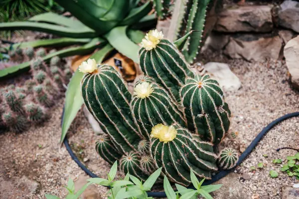 Tepesinde soluk sarı çiçekler olan bir yığın tırtıklı kaktüs çöl tarzı botanik bahçesindeki diğer sulu bitkilerle çevrili.