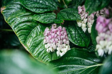 Büyük, parlak tropikal yaprakların arasına yerleştirilmiş, üst üste dizilmiş pembe ve beyaz fren demetleriyle Medinilla sayısız bitki.
