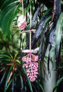 Medinilla magnifica, çağlayan pembe çiçek kümeleri ve büyük parlak yapraklarıyla nemli bir sera ortamında büyüyen tropikal bir bitki.