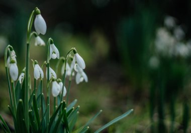 Beyaz kardelen çiçekleri. Bahçede açan Galanthus nivalis. Baharın ilk zamanlarını ve mevsimsel yenilenmeyi simgeliyor.