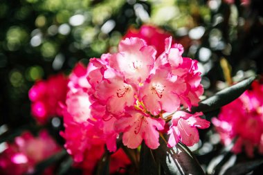 Yeşil yapraklarla çevrili açık pembe rhododendron çiçekleri, doğal güneş ışığı altında, baharı ve bahçe güzelliğini sembolize eder.