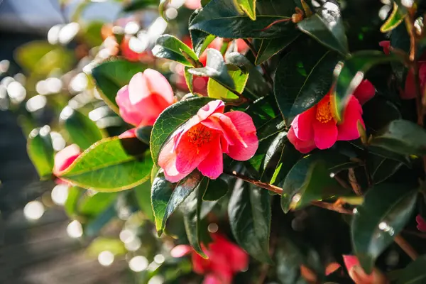 Kamelya japonikası, parlak pembe çiçekleri ve parlak yeşil yaprakları olan, baharın başında açan,