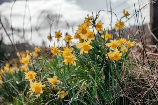 Baharda İskoçya 'nın doğal otlak bölgesinde açan parlak nergisler mevsimsel değişimi ve doğanın güzelliğini sembolize eder.