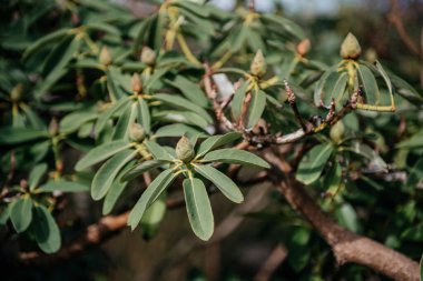 Rhododendron auritum 'un çiçek tomurcukları ve derimsi yeşil yapraklarla yakın çekimi, bahar büyümesini ve botanik detaylarını göstermek için ideal.