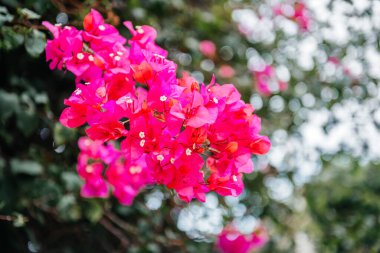 Yumuşak, bulanık bir arka planla çiçek açmış parlak pembe begonvil çiçekleri.