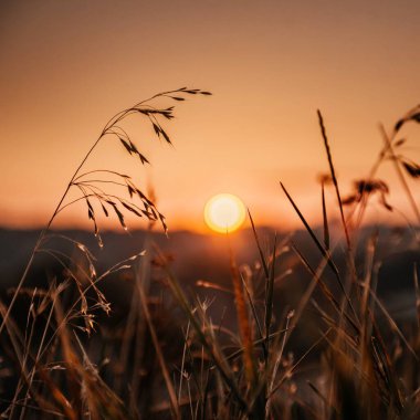 Güneş, huzur dolu bir tarlada, uzun vahşi otların ardında batıyor. Altın bir gökyüzü ve sakin bir doğal manzarası var.