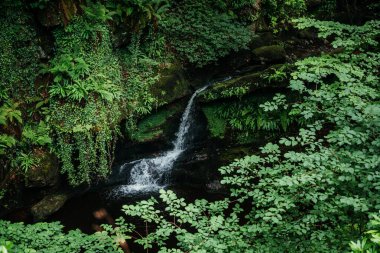 Küçük çağlayan şelale yoğun yeşil bitki örtüsü, yosun ve eğreltiotu ile çevrili İskoçya 'da bir orman manzarasında