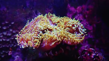 Renkli bir deniz şakayığının rahatlatıcı bir videosu. Hafifçe su altında hareket ediyor. Rahatlama, meditasyon ve stres atımı için mükemmel.