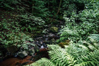 İskoçya 'da yemyeşil bir ormandan akan küçük yosun kaplı dere eğreltiotu ve yoğun bitki örtüsüyle çevrili.