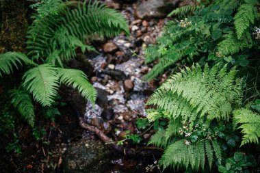 Eğreltiotlarının ve orman bitkilerinin, doğa, ekoloji ve vahşi doğa kavramları için ideal, küçük kayalık bir dere etrafında büyüyen yakın bir görüntüsü.