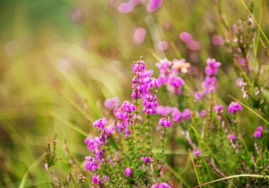 İskoçya 'da çiçek açan mor kenevir çiçeklerinin yakın çekimi mevsimsel, botanik veya doğayla ilgili konular için idealdir.