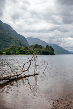İskoçya 'da bulutlu gökyüzü ve yeşil dağlarla dolu bir gölde kısmen gömülü bir dal. Yalnızlık, vahşi doğa ve doğal güzellik temaları için mükemmel.