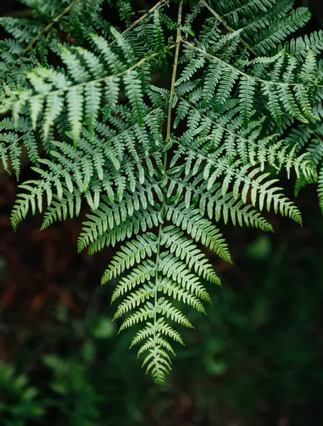 Orman ortamındaki canlı yeşil eğreltiotu yaprağının detaylı bir yakın çekimi, doğayı, yeşillik dokularını ve botanik temalarını resmetmek için ideal.