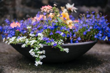 Canlı kırmızı ve mor Fuchsia magellanica çiçekleri yeşil yapraklarla dolu, bir yaz bahçesinde çekilmiş.