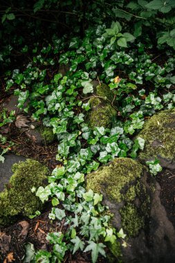 Gölgeli bir orman bölgesinde yosun kaplı kayaların üzerinde büyüyen yeşil sarmaşıkların yakınlaşması doğal dokuları, bitki yaşamını ve yer örtüsünü resmetmek için idealdir..