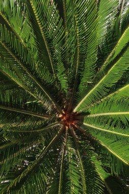 Tomurcuklanmış yeşil palmiye yapraklarının yakın çekimi