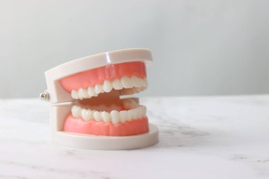 Beyaz yüzeyde dişleri gösteren diş modeli