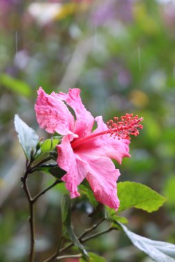 Bahçede açan pembe Hibiscus çiçeği