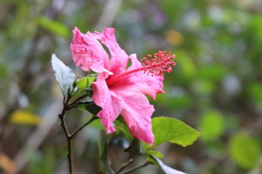 Dal üzerinde açan pembe amber çiçeği.