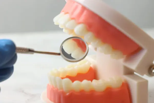 Aynalı ve eldivenli diş modeli.