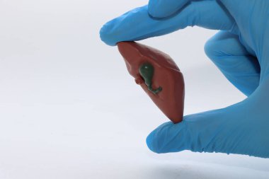 Eldivenli, karaciğer modeli.