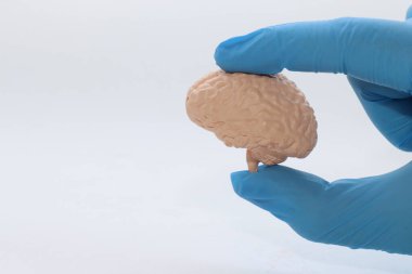 Eldivenli küçük bir beyin modeli.