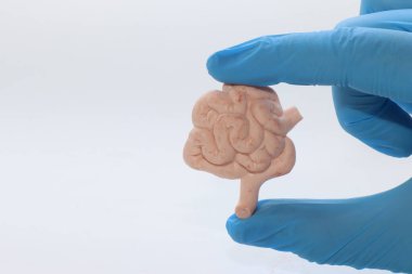 Küçük beyin modelini tutan eldivenli el.