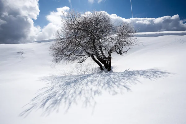 冬天的风景 孤独的树被雪覆盖着 冬季背景 — 图库照片