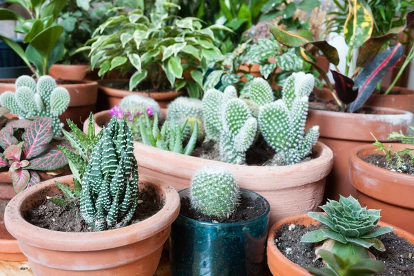 stock image Home garden close up. Variety of indoor plants