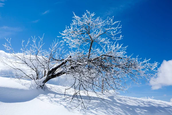 Зимний Пейзаж Одинокое Дерево Покрытое Снегом Зимний Фон — стоковое фото