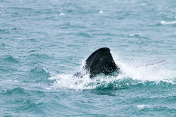 Obserwowanie Wielorybów Półwyspu Valdes Argentynie Wieloryb Wodzie Dzika Przyroda — Zdjęcie stockowe