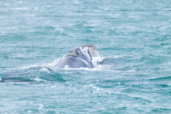 Pozorování Velryb Poloostrova Valdes Argentině Velryba Vodě Divoká Zvěř — Stock fotografie