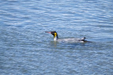 Ushuaia 'daki Martillo adasındaki Kral penguen. Tierra del Fuego Ulusal Parkı. Şili 'deki vahşi yaşam