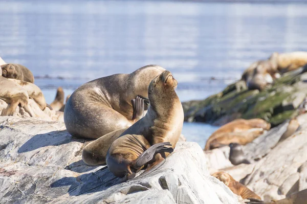 Colônia Leões Marinhos Sul Americanos Canal Beagle Argentina Selos Natureza — Fotografia de Stock