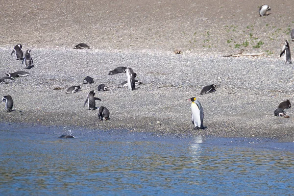 乌斯怀亚马提岛海滩上的国王企鹅火地岛国家公园智利野生动物 — 图库照片