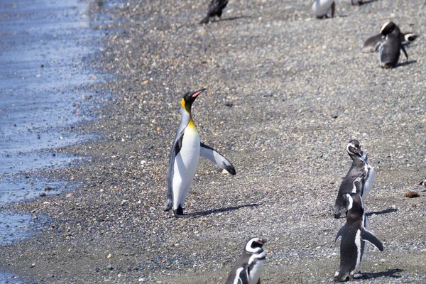 Pingüino Rey Playa Isla Martillo Ushuaia Parque Nacional Tierra Del — Foto de Stock