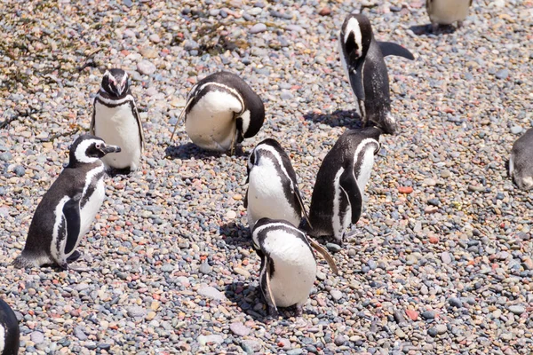 Pinguins Magalhães Punta Tombo Pinguim Colônia Patagônia Argentina — Fotografia de Stock