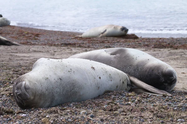 Elephant Seal Beach Close Patagonië Argentinië Isla Escondida Strand Argentijnse — Stockfoto
