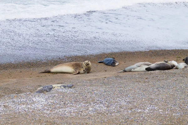 stock image Elephant seals on Caleta Valdes beach, Patagonia, Argentina. Argentinian wildlife