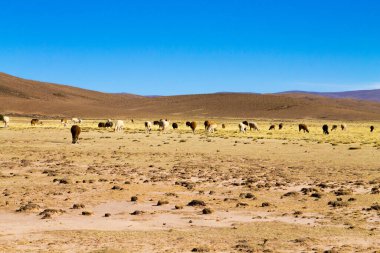 Bolivya Lama 'sı Andean Platosu, Bolivya' da çoğalıyor