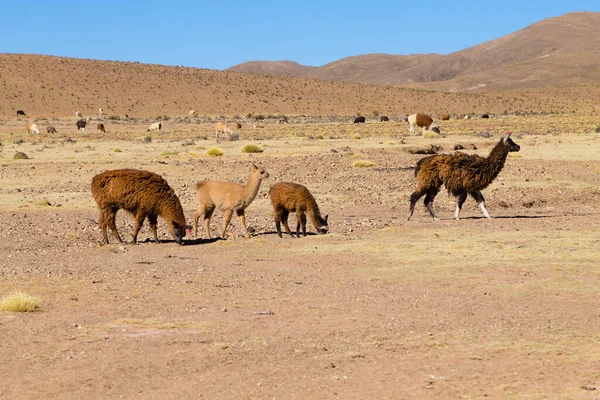 Reproducción Llamas Bolivianas Meseta Andina Bolivia —  Fotos de Stock
