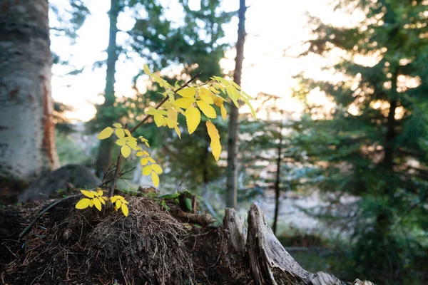 Yellow leaves on woodland background. Nature minimal landscape. Small tree