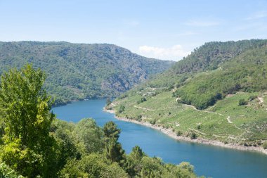 Ribeira Sacra şarap bölgesinden, Galiçya 'dan üzüm bağları manzarası. Kahraman eklem.