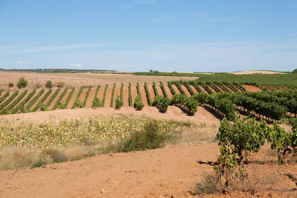Paisagem Vinícola Área Viticultura Duero Espanha Panorama Agrícola Espanhol — Fotografia de Stock